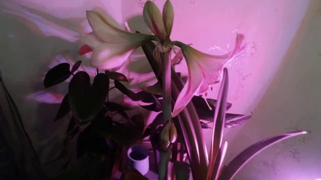 У нас выпал снег. Как в первый день зимы, хотя на календаре март... Мои цветочки. смотреть онлайн