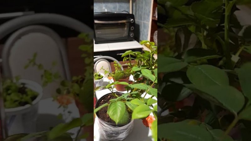 Роза из коробки уже растёт