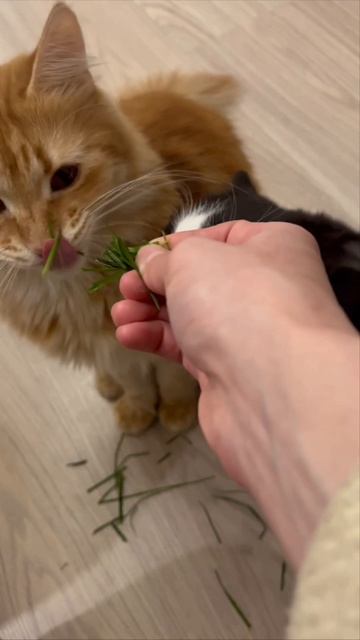 Не ешь жирного