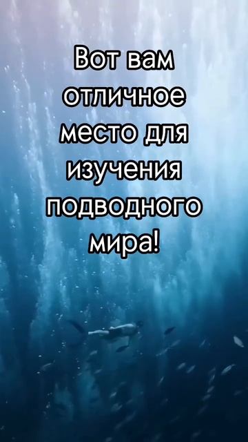 #дайвинг #океан #море #подводныймир #рыбки #рыбы смотреть онлайн