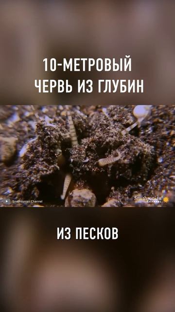 Это Самый Жуткий МОРСКОЙ ЧЕРВЬ в Мире #shorts смотреть онлайн