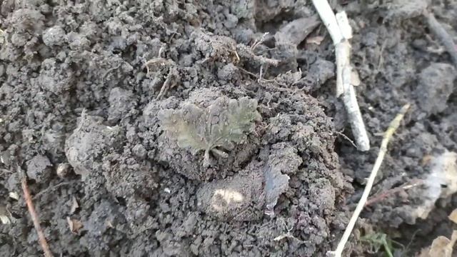 Коп по старине. день второй. WW2. WW1. смотреть онлайн