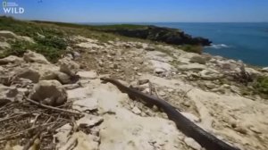 Остров змеи в Бразилии