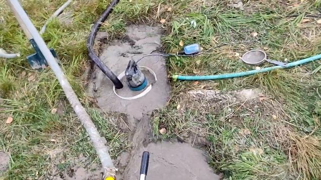 2 Абиссинки д.  Оранжерейка Ленинградская область