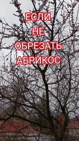 Обрезка абрикоса
