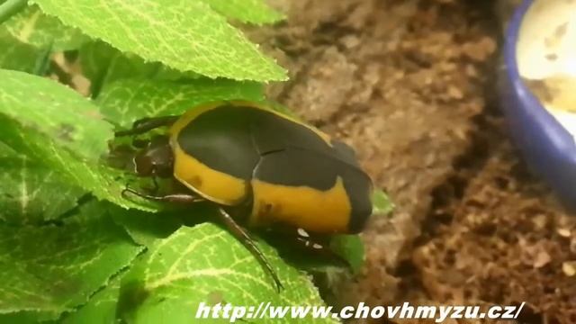 Pachnoda ephippiata смотреть онлайн