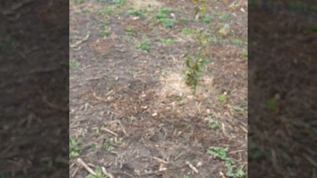 Фундук! Цикадка!Обережно! #фундук #2023 #цика смотреть онлайн