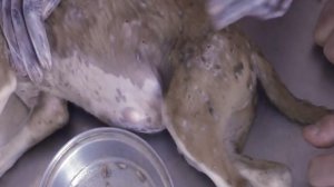 Kevin M. Danner !! found a happy puppy, starring Mango worms and Fatou and Make puppy happy #33