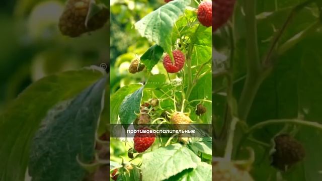 Лучший напиток для женского здоровья #здоровье #здоровьеженщин #пмс #народнаямедицина