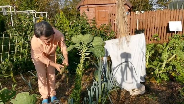 Niedzielny spacer po ogrodzie w połowie października. смотреть онлайн