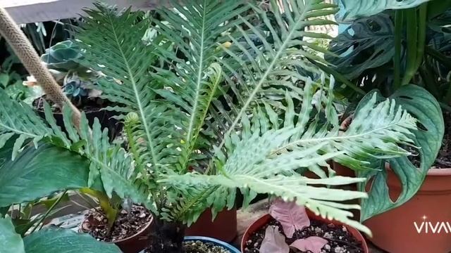 Helecho arborescente,Blechnum gibbum. смотреть онлайн