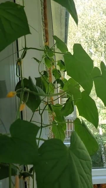 Выращивание огурцов на балконе #огурцы #сад #растения #садоводство #семена #балкон #саднабалконе смотреть онлайн