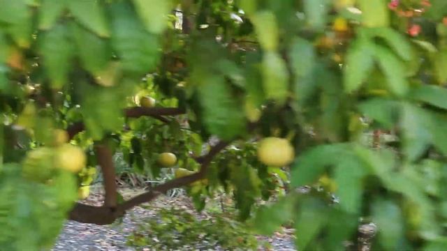 SMS AirFlo M Duo 4th Axis Stabilizer Comparisons смотреть онлайн