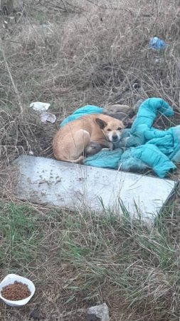 Собака родила в поле