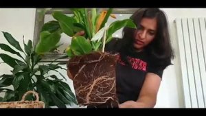 Philodendron Imperial Green Leaf Problem
