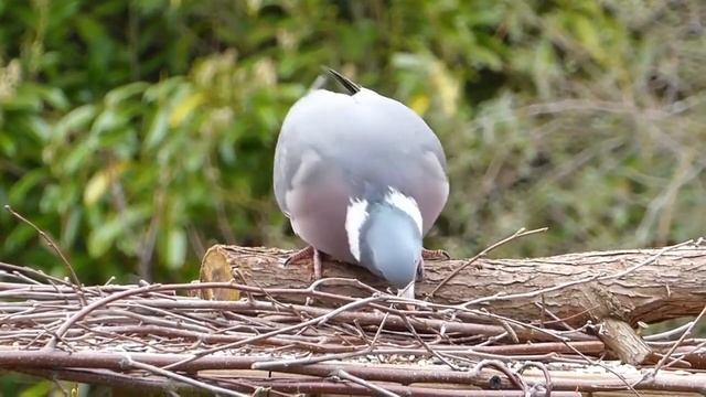 Голубь. Автор Елена Гарнявая. смотреть онлайн