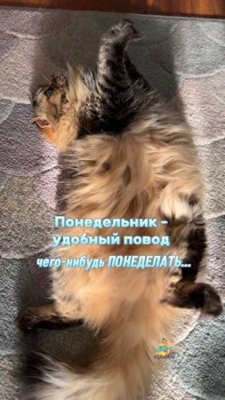 Кто со мной?😸 #котики #юмор #понедельник
