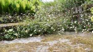 Erigeron karvinskianus