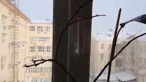 Спасение лимона. Посоветуйте что делать?