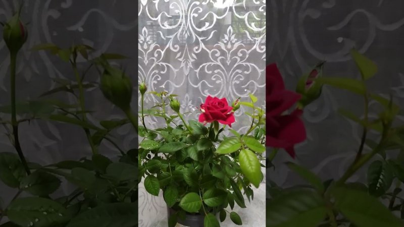 ОЛЕНЬКА!!!С ДНЁМ РОЖДЕНИЯ!!!