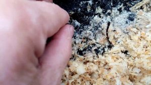 Как Зимует ПРОРОСШИЙ ОСЕНЬЮ Лук " ШТУЦГАРТЕН" 03 02 2020г