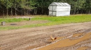 На экоферме "Алёховщина", 2016 год