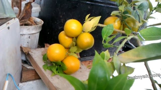 Сферична теплиця в січні місяці смотреть онлайн