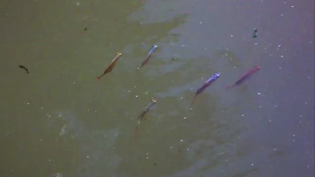 Heavy pollution on the habitat of Glossolepis incisus - Lake Sentani, West Papua смотреть онлайн