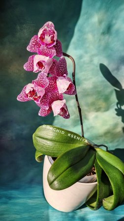 Phal. Dragon Maple пелор от SonYa Orchids Nursery | Крупноцветковая орхидея Драгон Мэпл 🐉