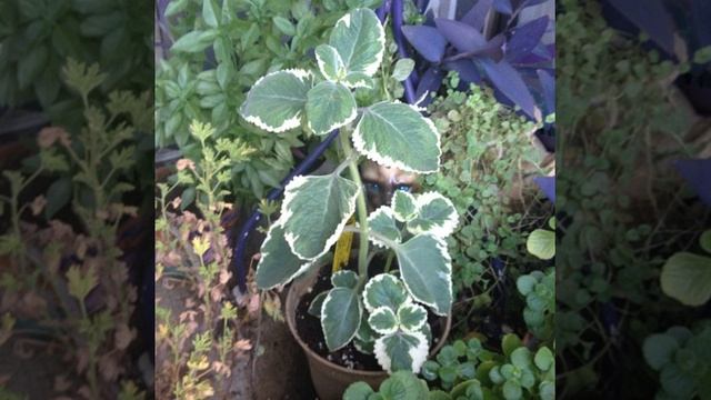 40 Uses For Gardening смотреть онлайн