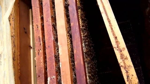 В двух маточной семье в лежаке №6 слева матка- трутовка. Исправляем ситуацию. смотреть онлайн