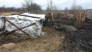 Кабаны, первая прогулка поросят под присмотром мамки. Уже жуют чего-то.