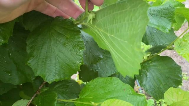 Фундук. Дощ. Моніліоз ? смотреть онлайн