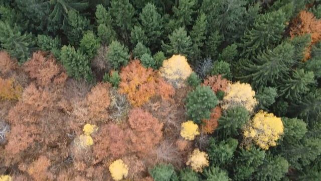 "Vals del Abeto" - Josué Bonnín de Góngora смотреть онлайн