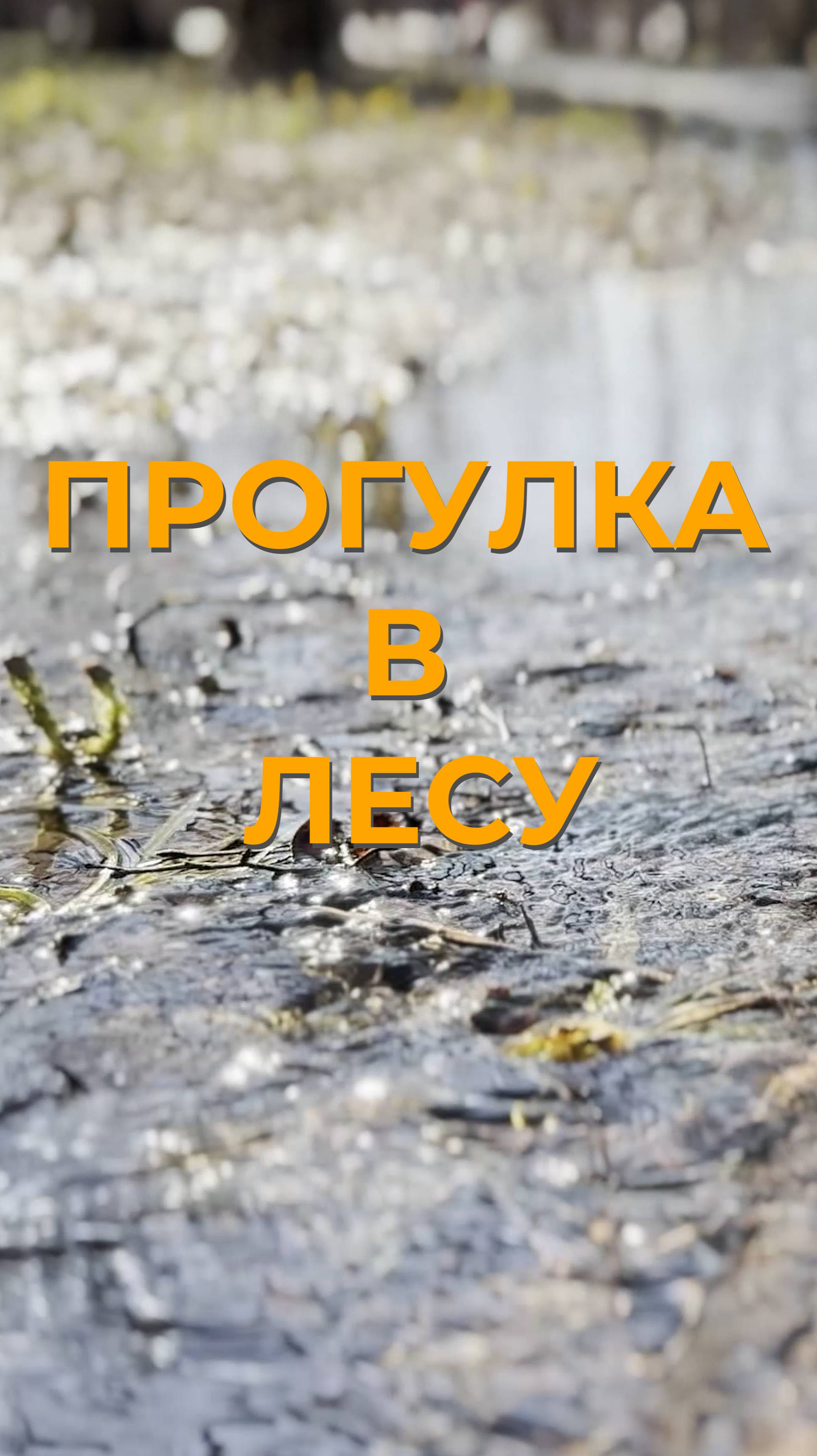 Прогулка в лесу