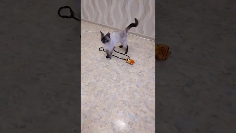 Шеда что то ищет...