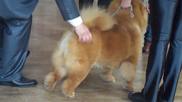 Чемпионат 5 группы. Часть 6. смотреть онлайн