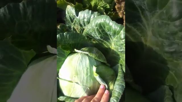 буряки капуста і перець