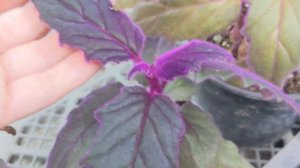 Гинура вариегатная, Филодендрон Биркин, Тайская кошка 😻