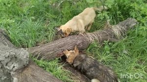 🐙😂🍓Живу на хуторе не в Латгалии. Отшельник живёт на хуторе . Выживание 24 часа🍓😂🐙.