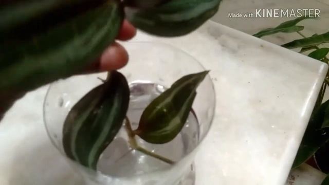 How to care Wandering Jew plant #InchPlant#wanderingjew#hangingplant