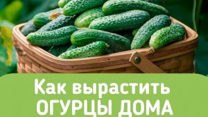 Выращиваю огурцы ШОШО в домашних условиях