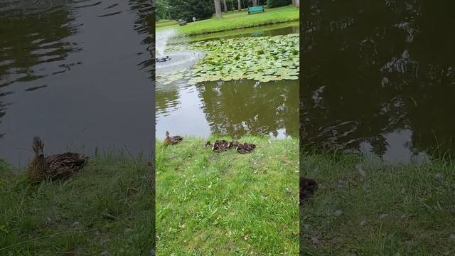 Narva-Jõesuu наша прогулка. Июль. смотреть онлайн