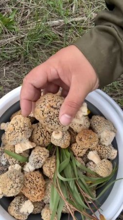 Грибной сезон открыт 🤗 или нет?
