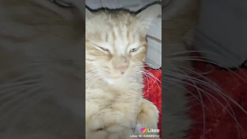 Внучкины шутки