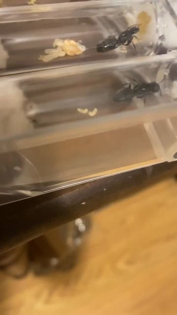 Camponotus queens first meal! #ant #antspecies #queen #honey #camponotus #feeding смотреть онлайн