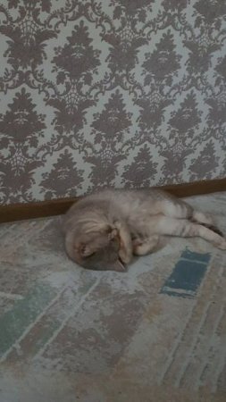 мы скучаем по тебе Дымок