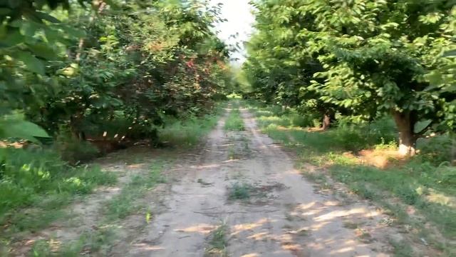 Кокон гилас (черешня )терим башталды смотреть онлайн