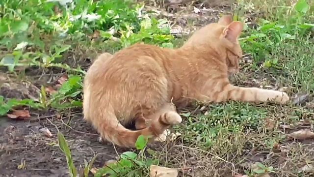 Сбор урожая🍅🍅🍅 смотреть онлайн