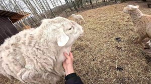 Мой новый проблемный сосед ... ХУТОР В ЛЕСУ №659